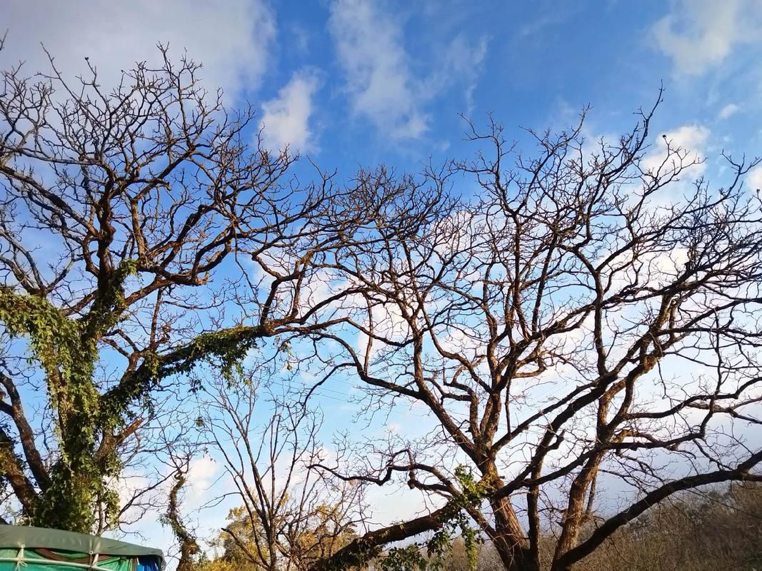 云南玉溪新平彝族傣族自治县4月2日新增重症29例/今日玉溪市新平县新闻