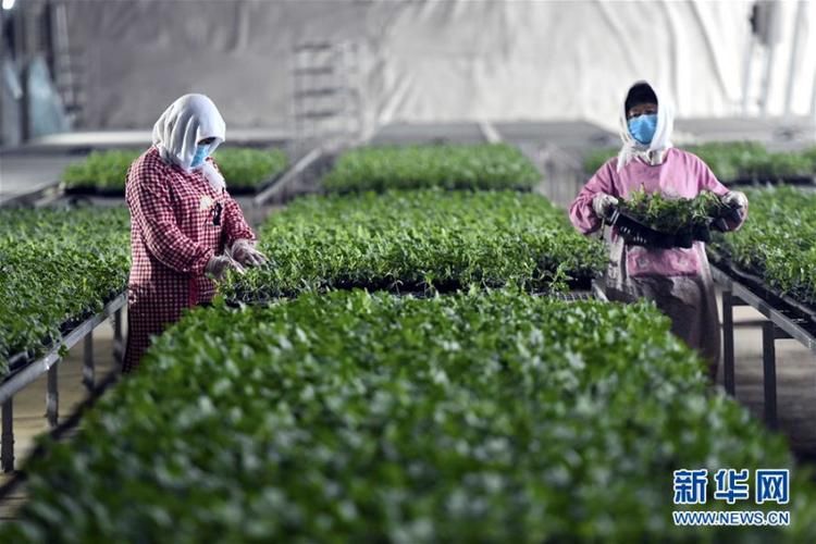 山东潍坊寒亭区疫情足不出户最新消息/潍坊市寒亭区防疫政策