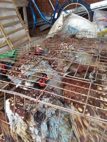警方通报内蒙古自治区赤峰宁城县疫情最新情况(内蒙古自治区赤峰市宁城县天气预报)